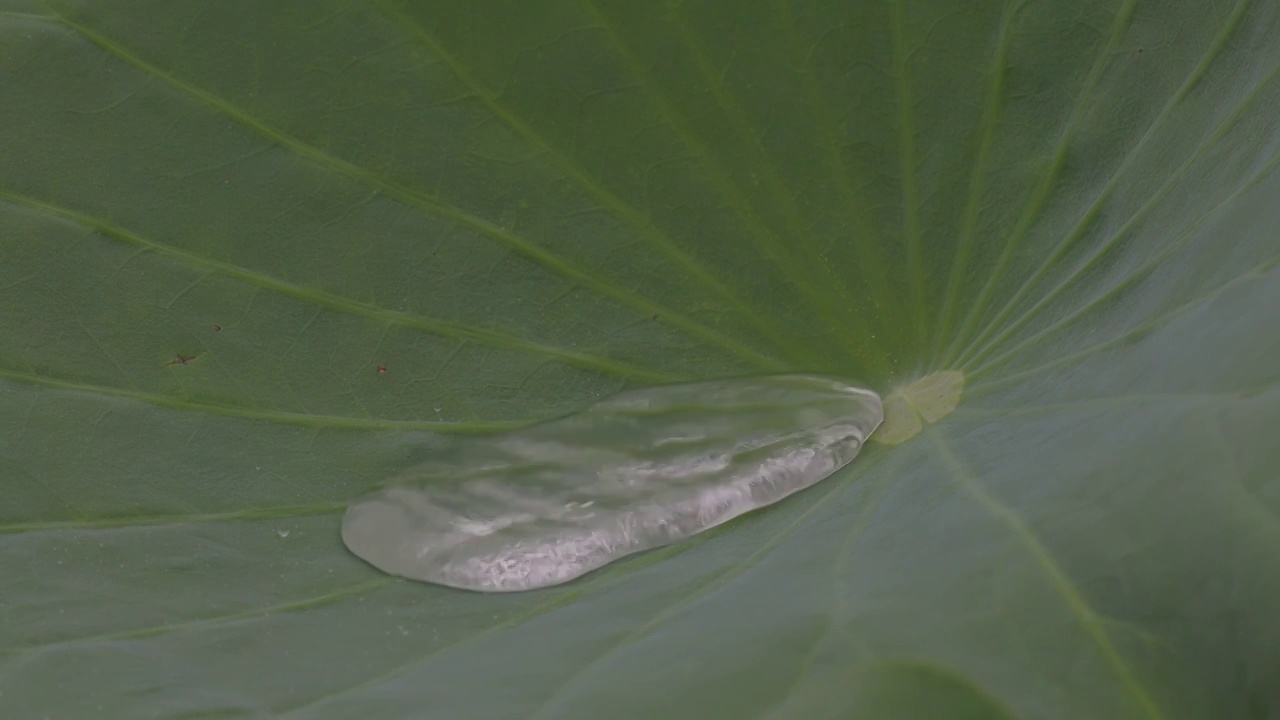 一池荷叶雨成珠视频素材