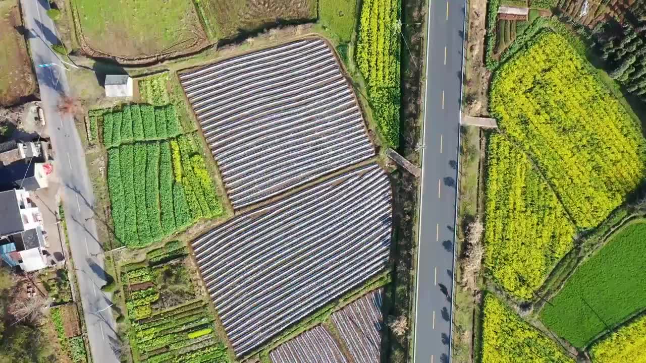 油菜花田视频素材