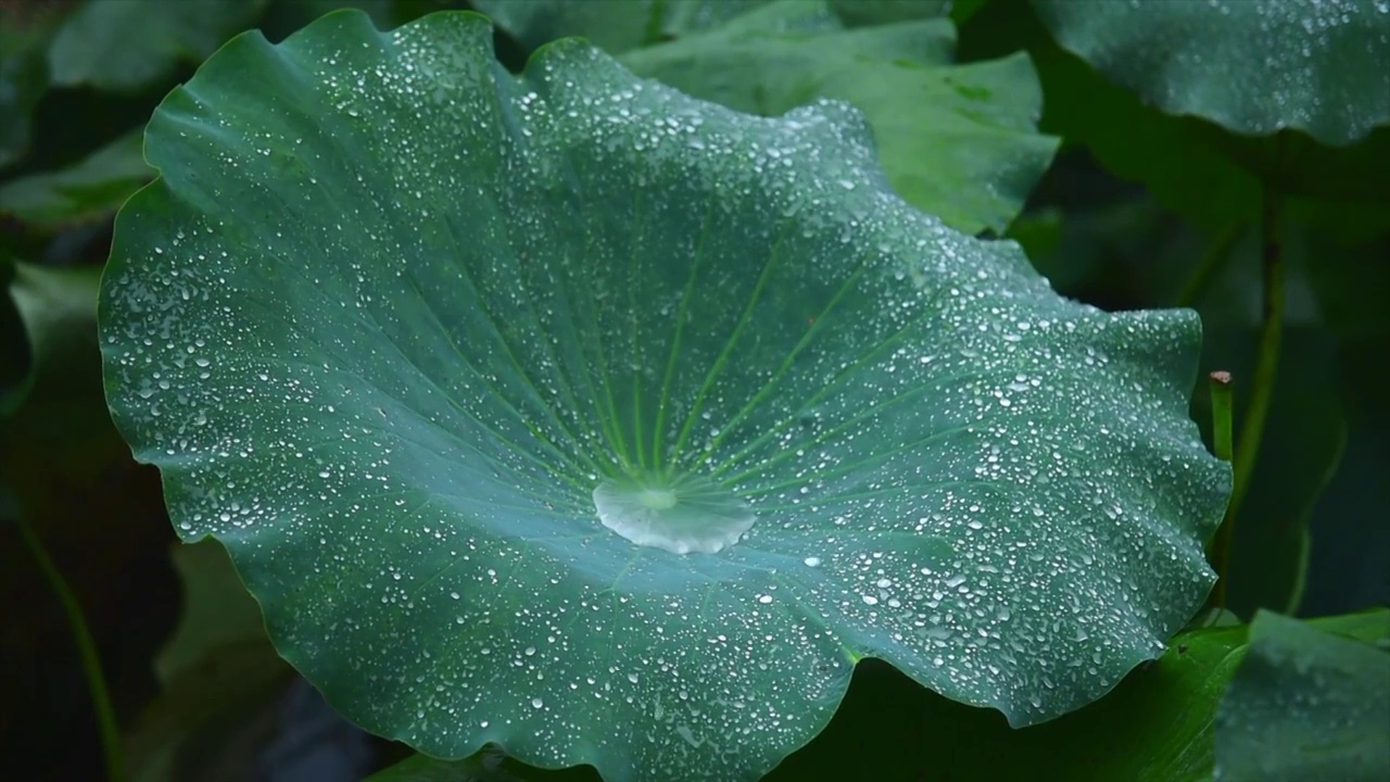 雨中荷叶视频素材