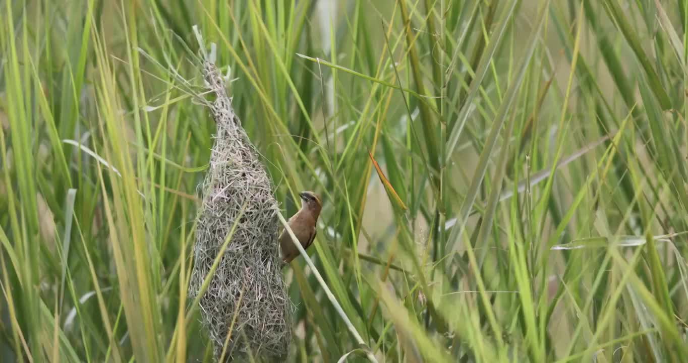 织布雀用草叶织造鸟巢视频素材