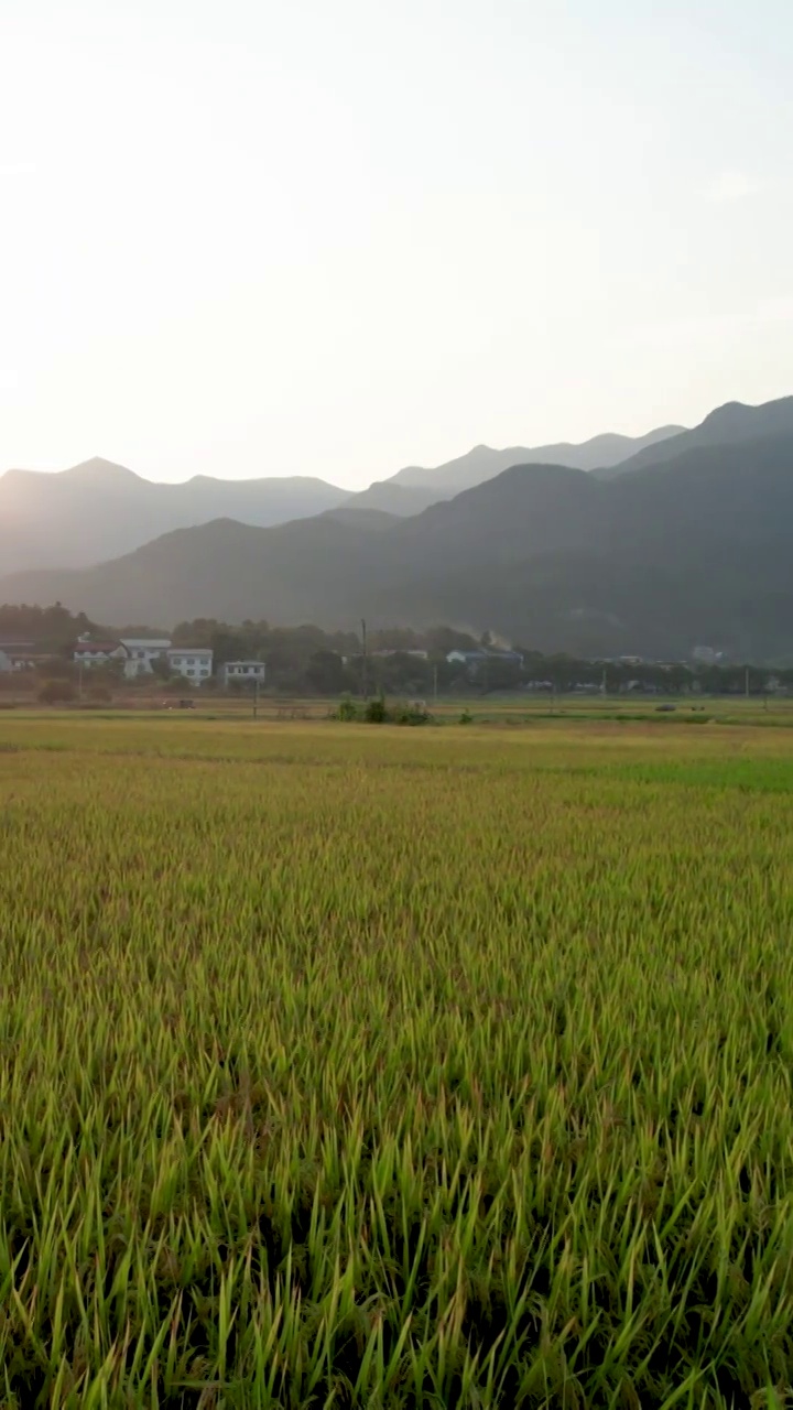 乡村稻田风光竖版航拍视频素材