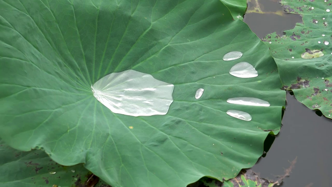 雨后荷叶上的水珠视频素材