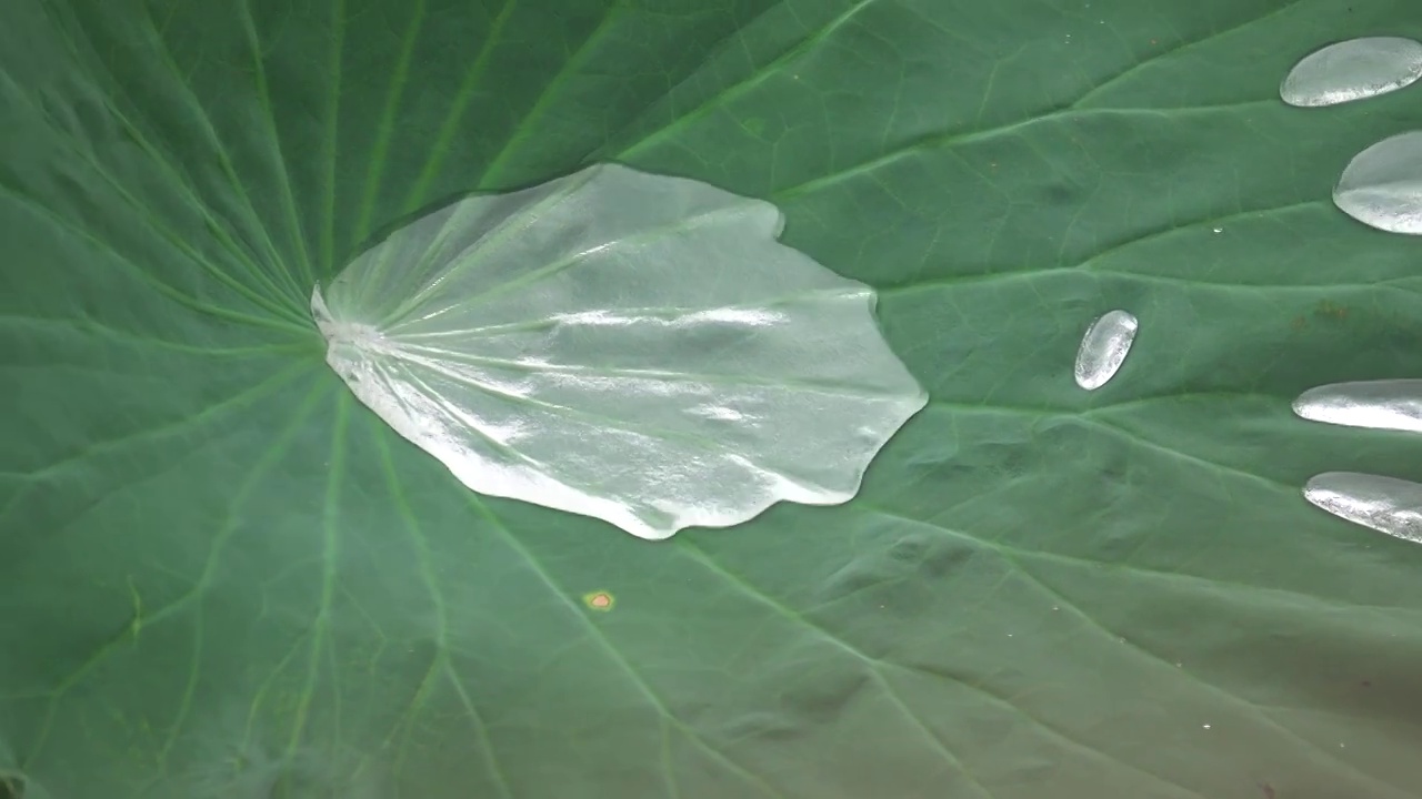 雨后荷叶上的水珠视频素材