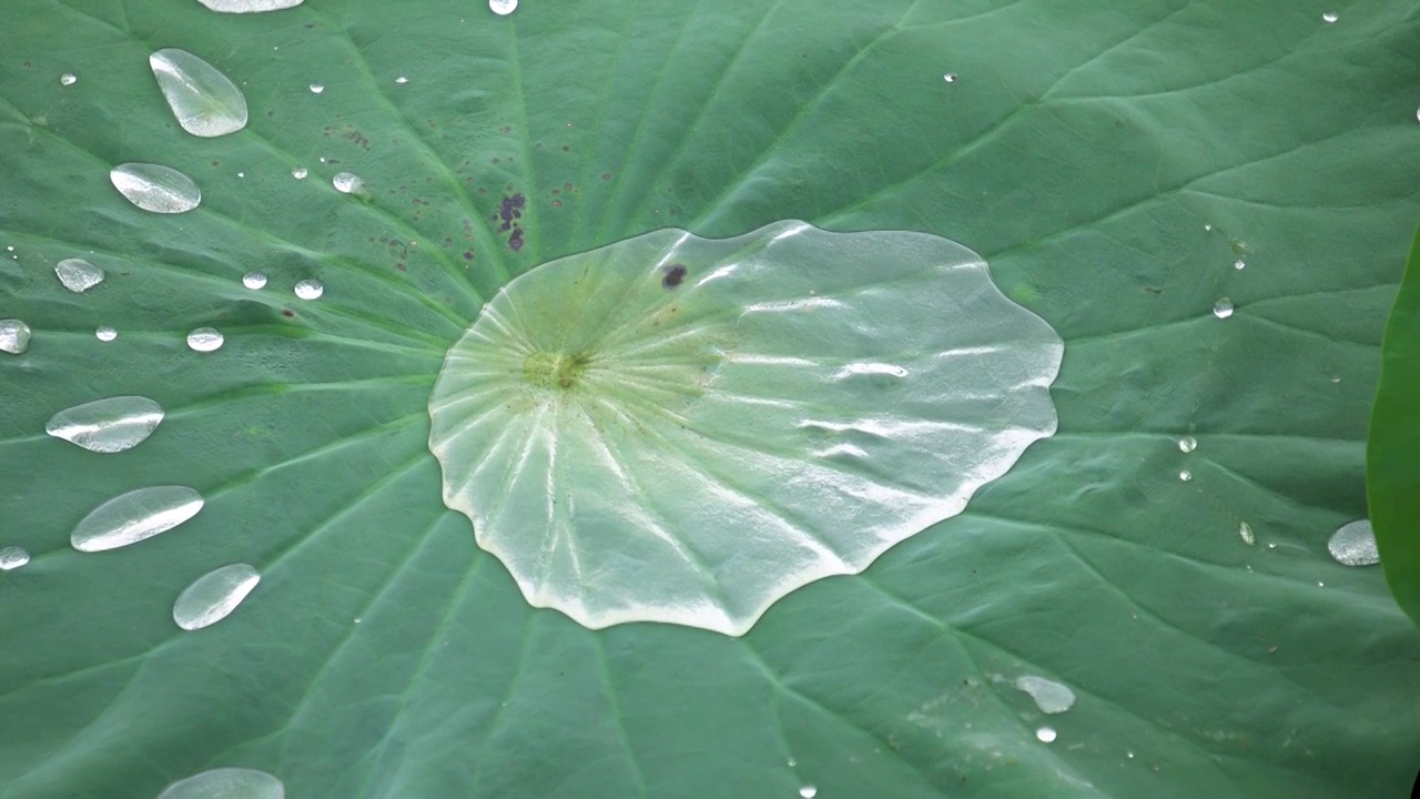 雨后荷叶上的水珠视频素材