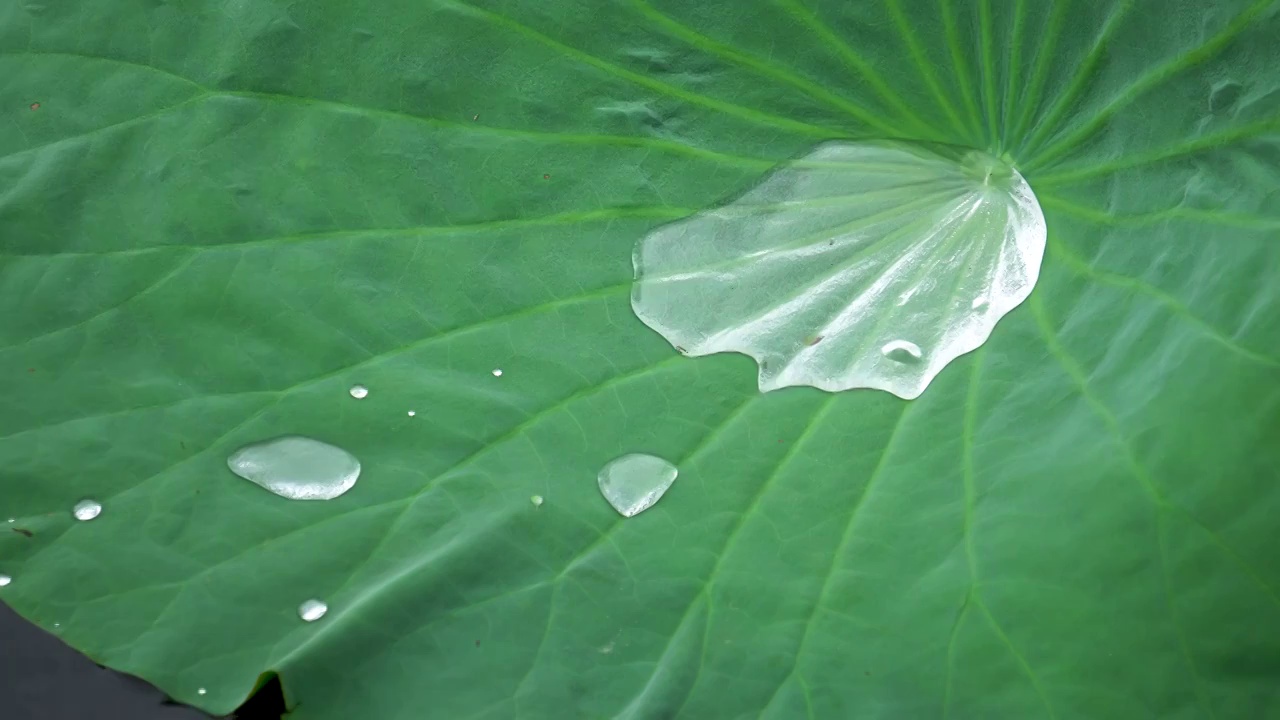 雨后荷叶上的水珠视频素材