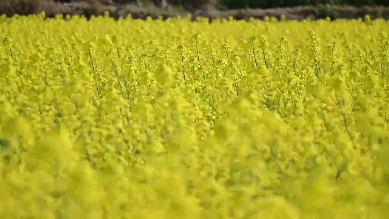 油菜花开放视频素材