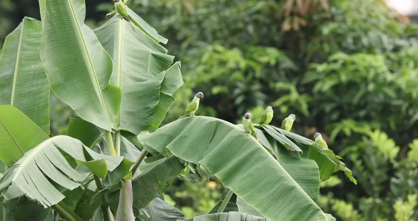 多只灰头鹦鹉聚集在芭蕉叶上视频素材