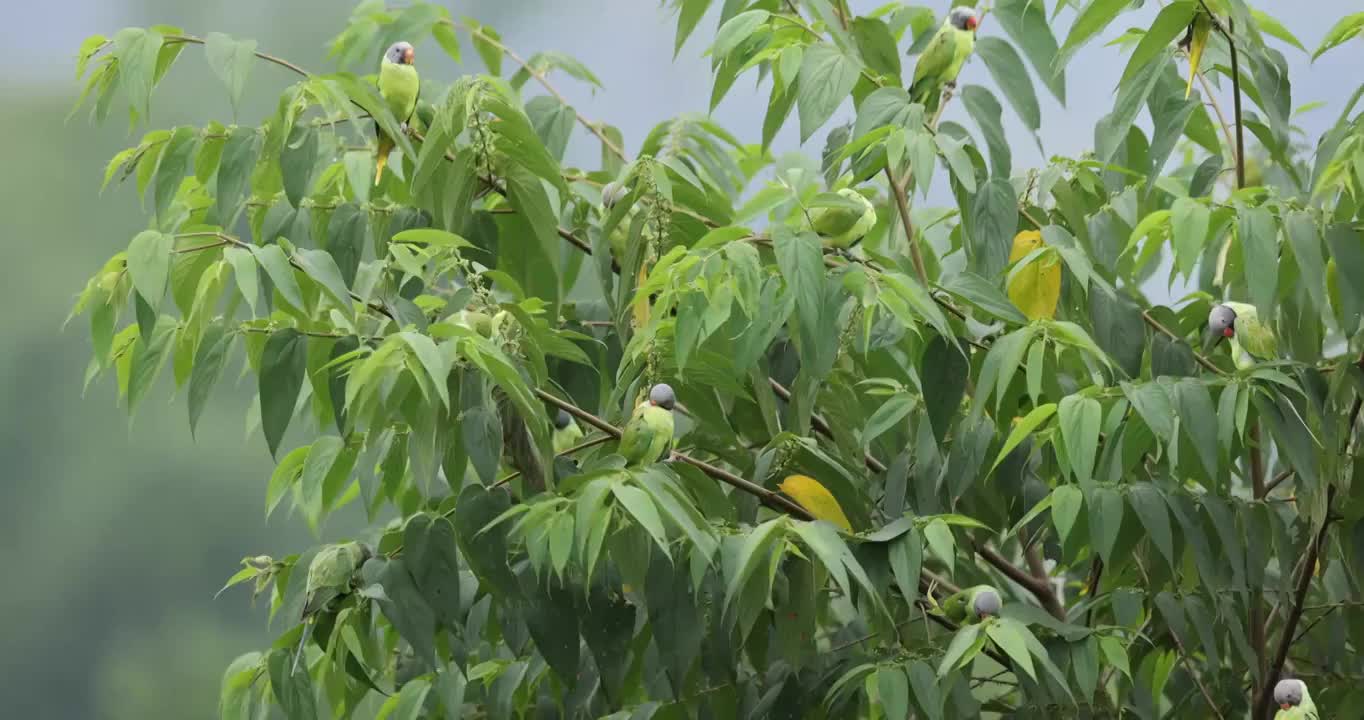 树枝上站满野生鹦鹉视频素材