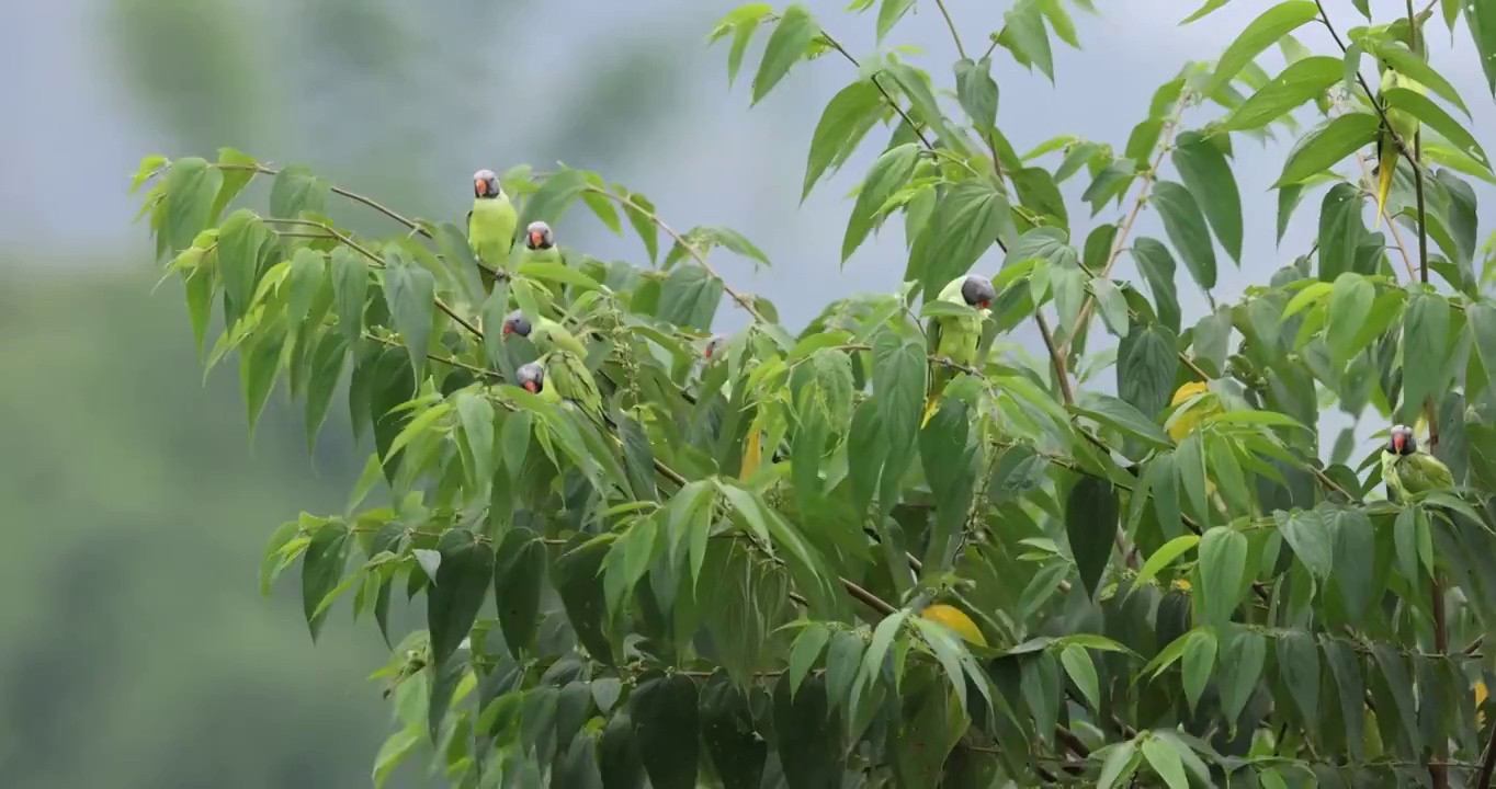 一群野生灰头鹦鹉站满枝头视频素材