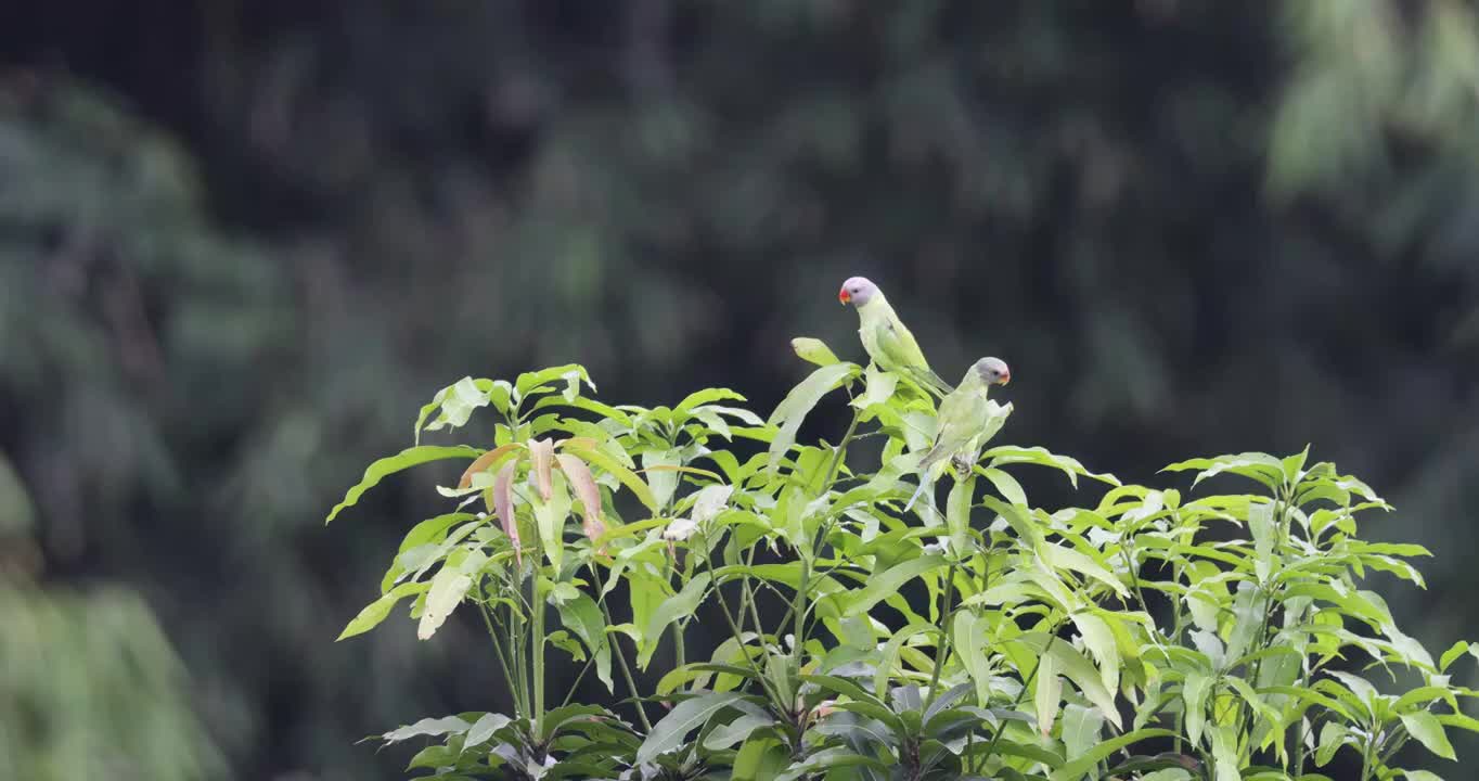 两只野生鹦鹉站在树尖上视频素材