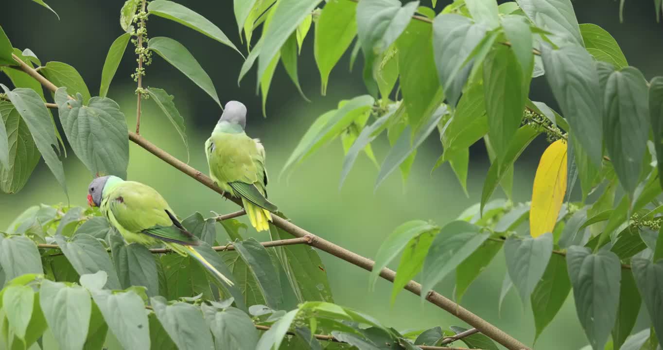 灰头鹦鹉整理羽毛视频素材