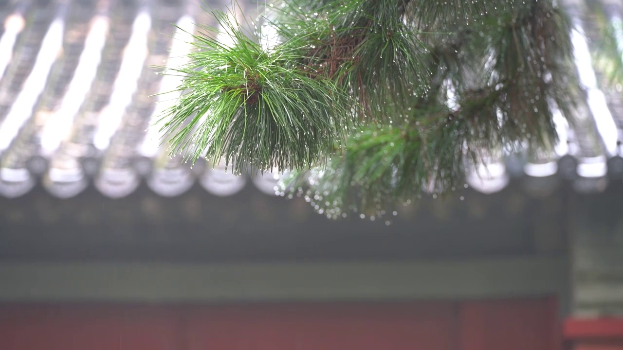 夏日雨中带水珠的松树松针和故宫古建筑屋檐视频素材画面1