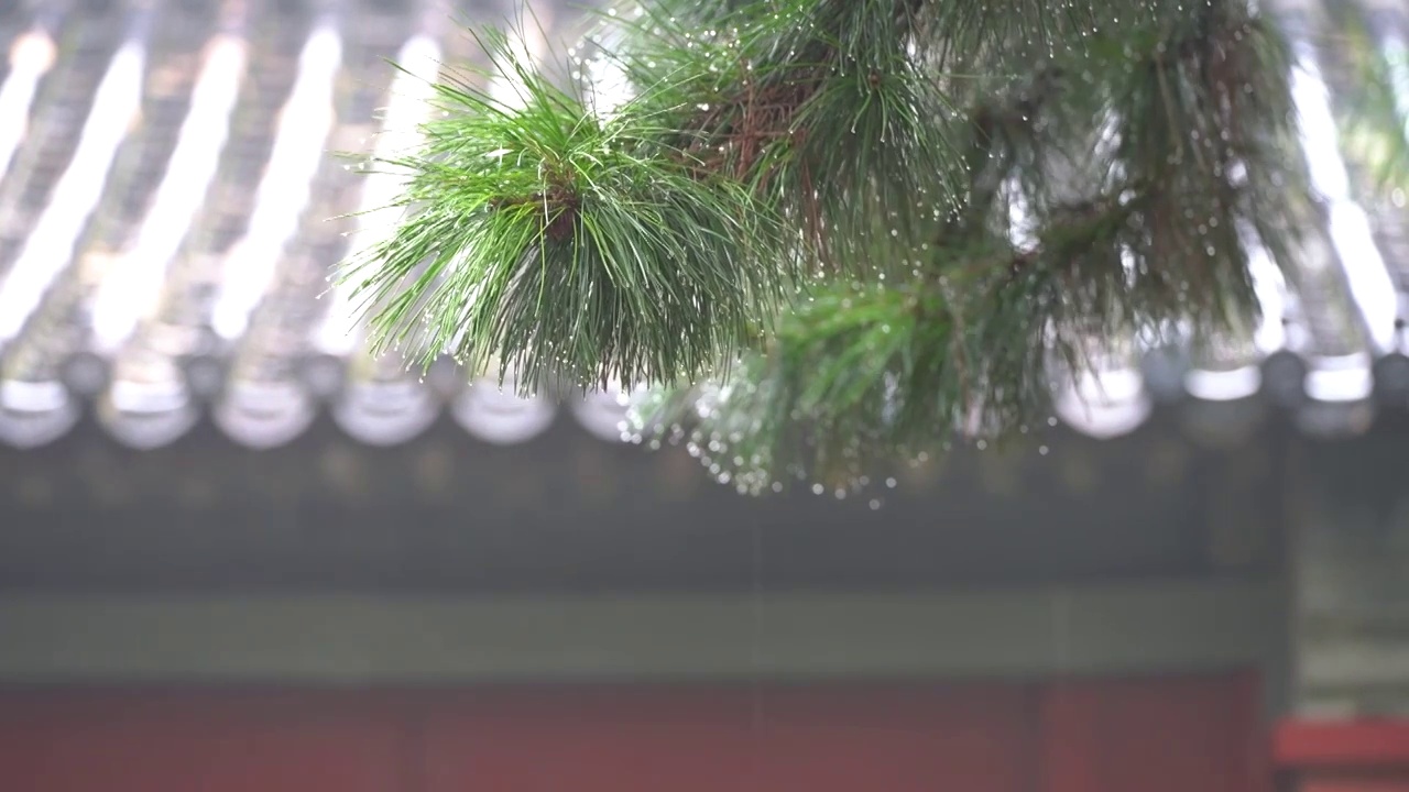 夏日雨中带水珠的松树松针和故宫古建筑屋檐视频素材画面2