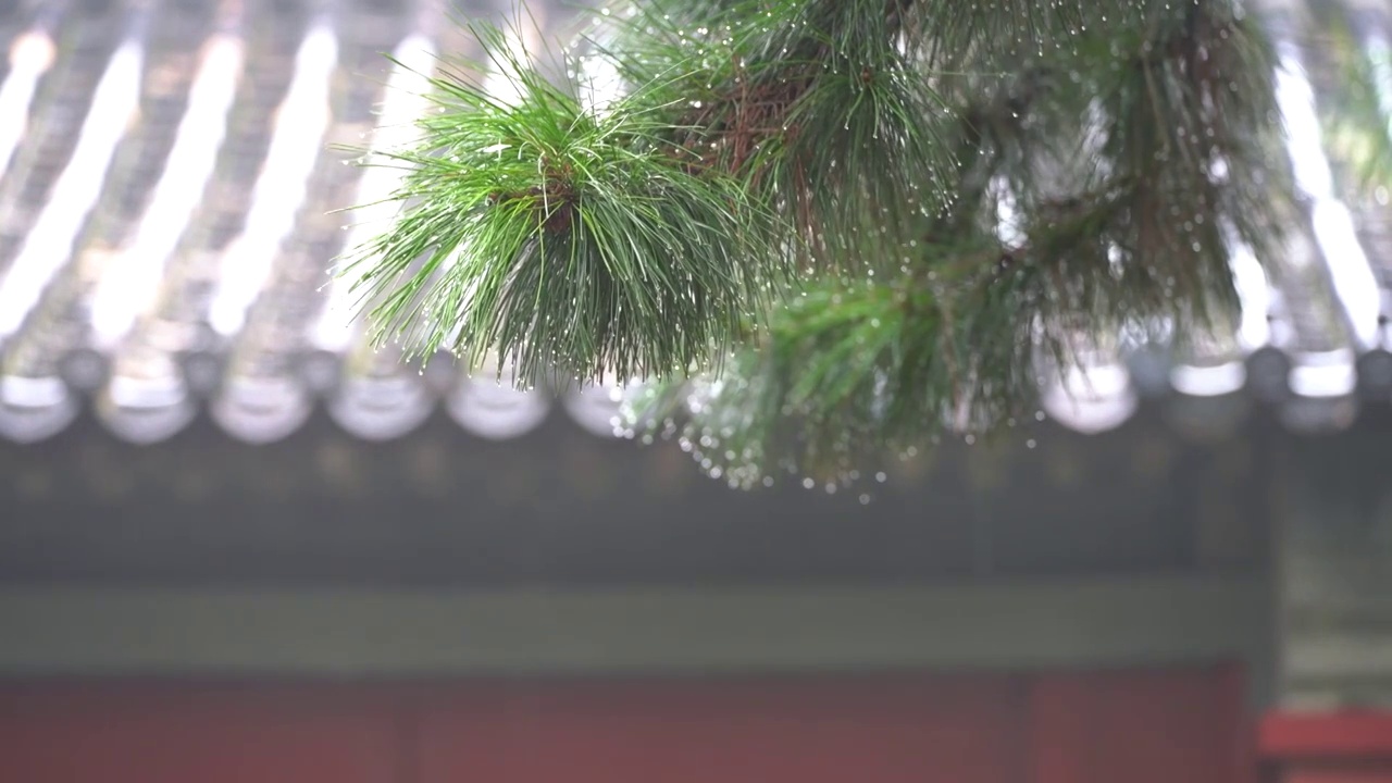 夏日雨中带水珠的松树松针和故宫古建筑屋檐视频素材画面3