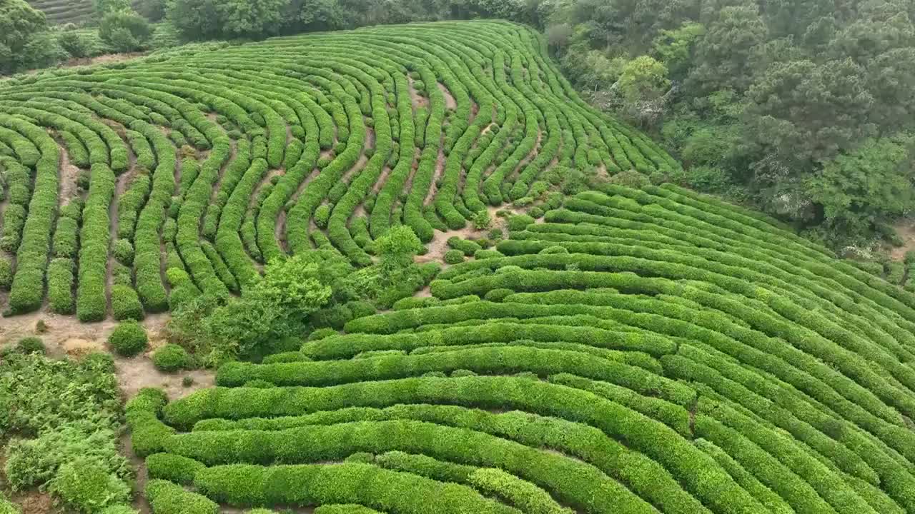 南京高淳淳青茶场茶园航拍视频素材