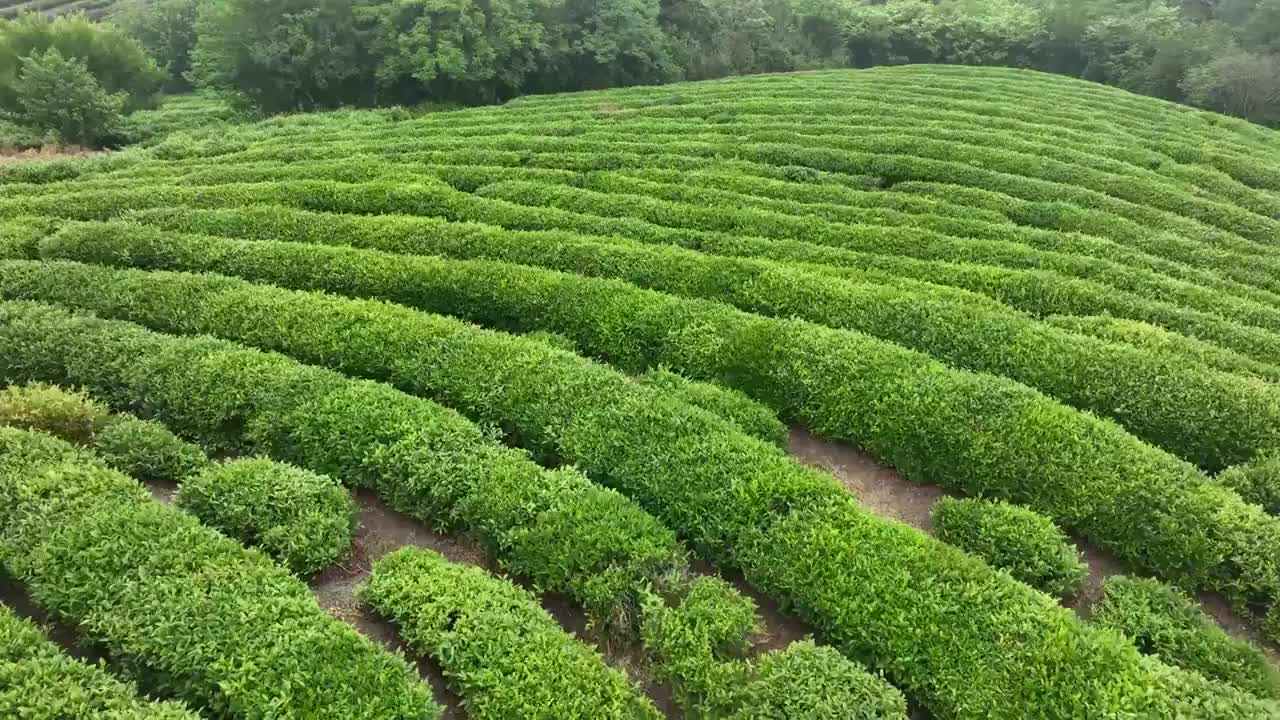 南京高淳淳青茶场茶园航拍视频素材