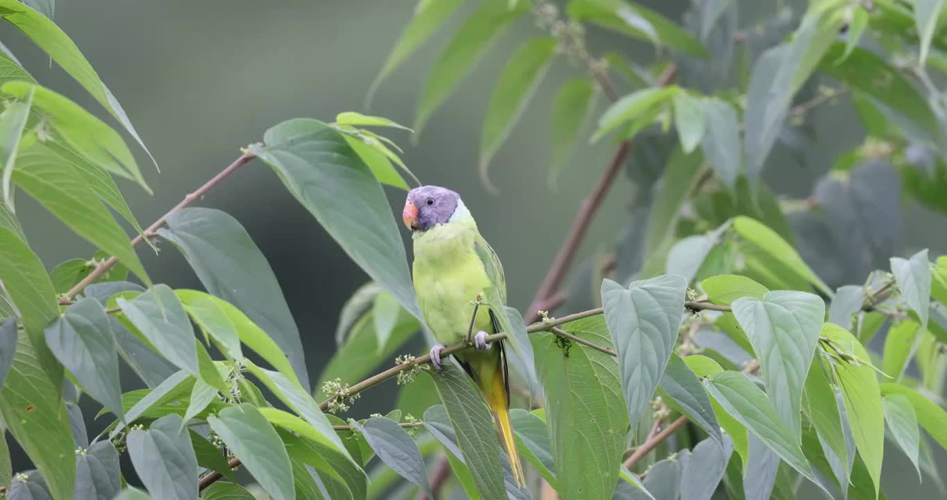 枝头野生灰头鹦鹉特写镜头视频素材