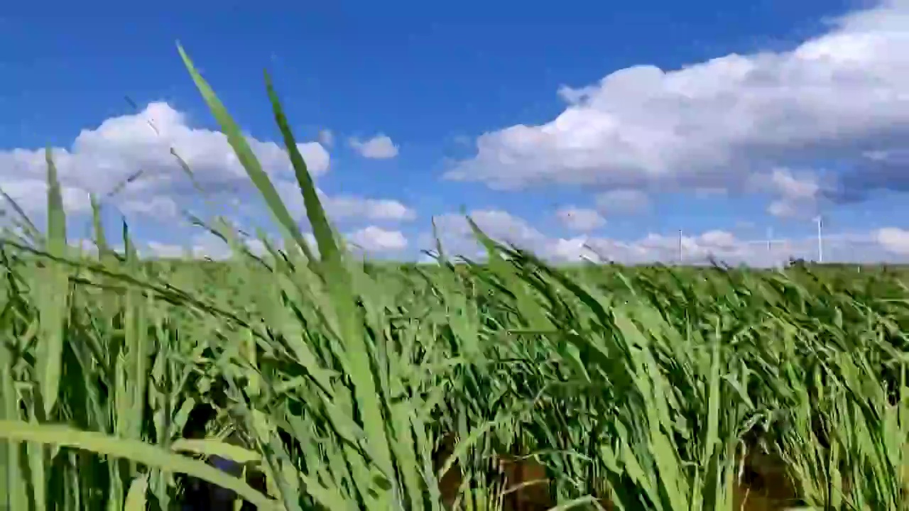 贵州夏天稻田风光视频素材