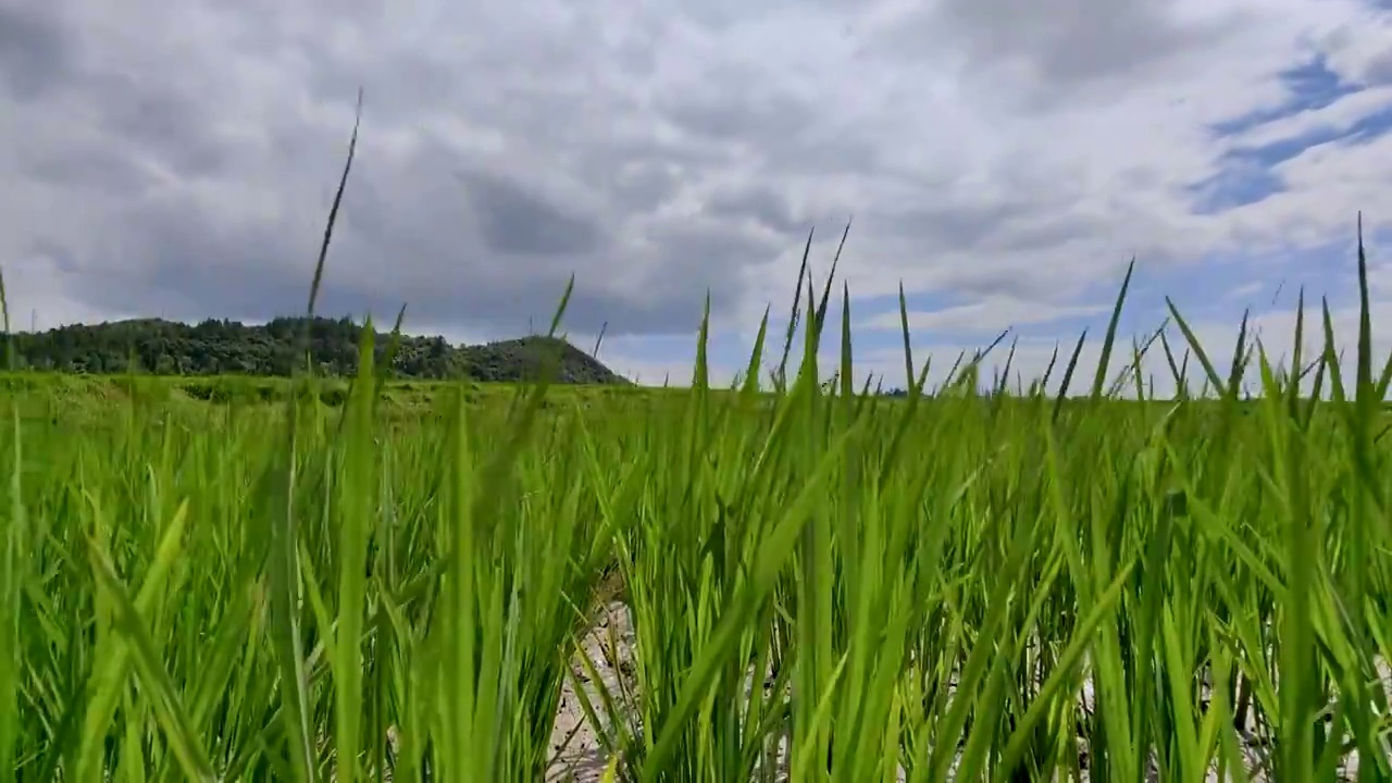 贵州夏天稻田风光视频素材