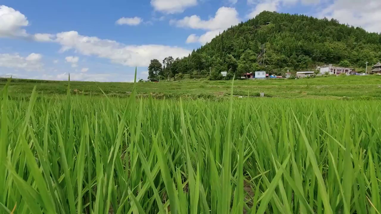 贵州夏天稻田风光视频素材