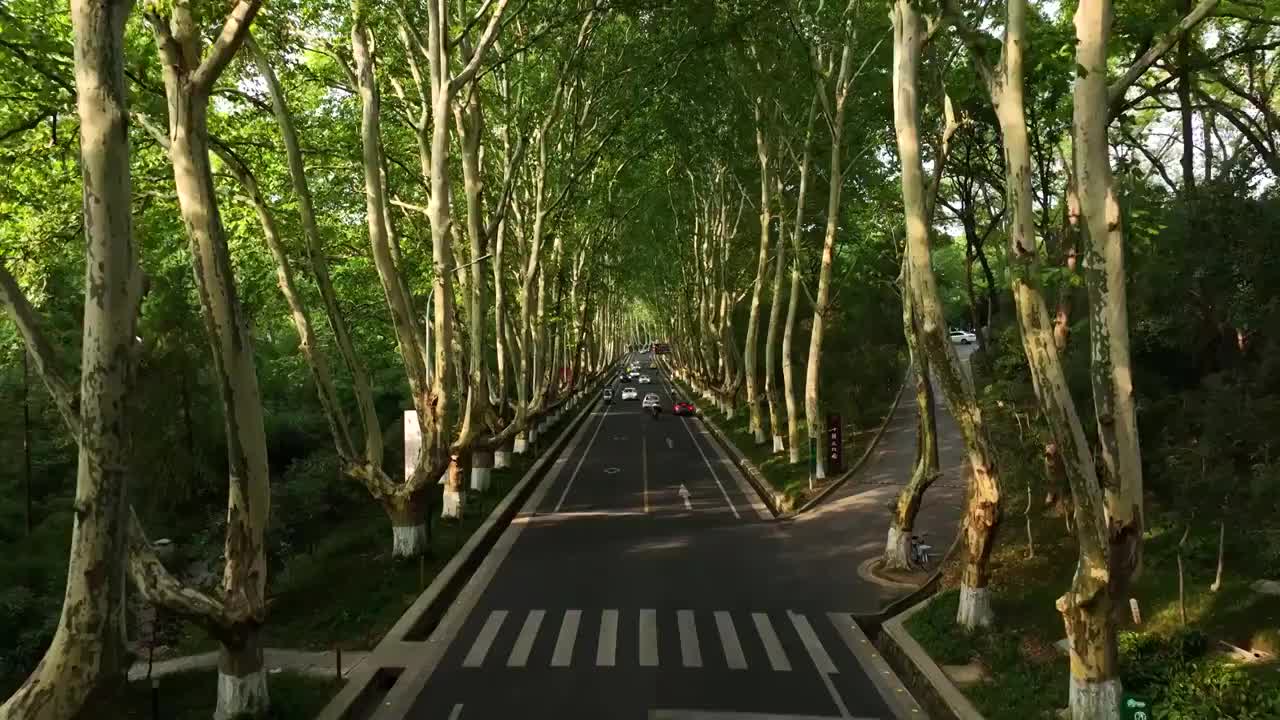 航拍中山陵景区陵园路视频素材