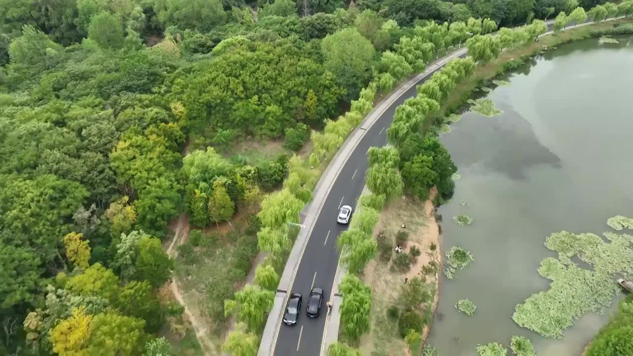 航拍夏季的钟山风景区中山陵梅花谷路视频素材