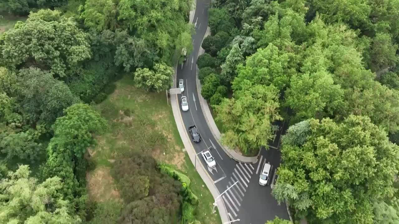 航拍夏季的钟山风景区中山陵梅花谷路视频素材