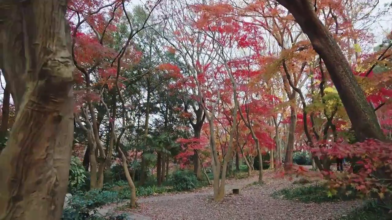 秋天的南京植物园枫树红了视频素材