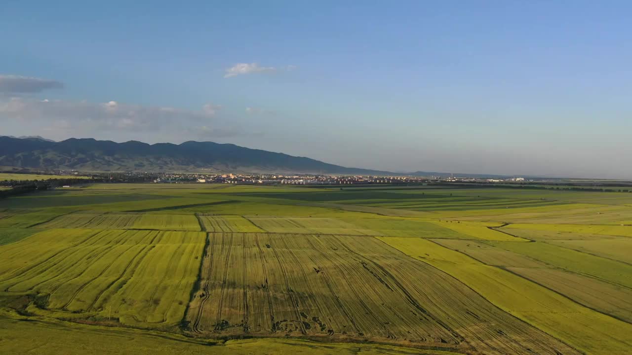 中国新疆维吾尔自治区伊犁昭苏县油菜花田地航拍风光视频素材