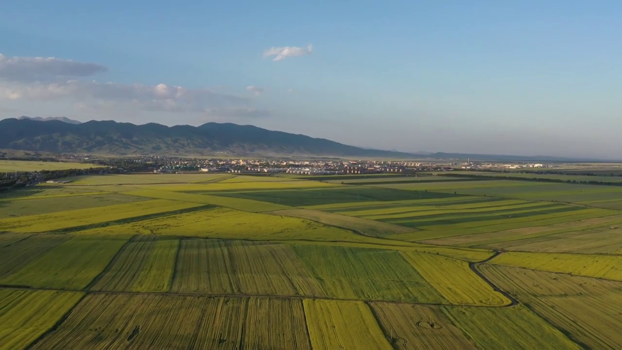 中国新疆维吾尔自治区伊犁昭苏县油菜花田地航拍风光视频素材