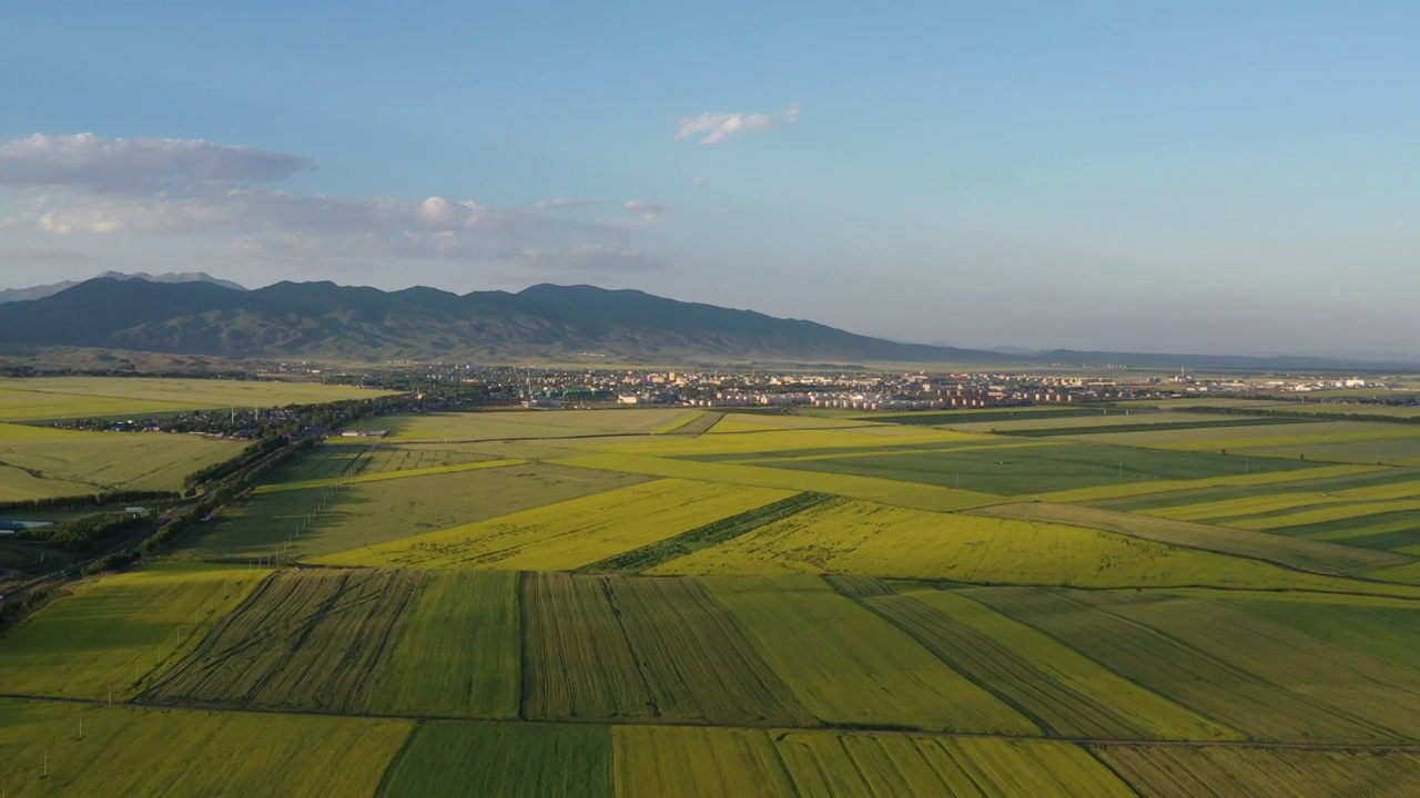 中国新疆维吾尔自治区伊犁昭苏县油菜花田地航拍风光视频素材