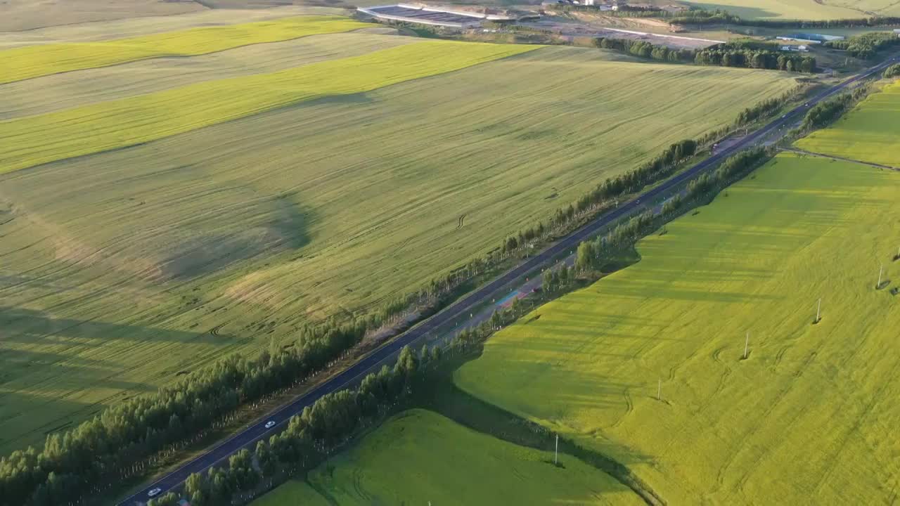 中国新疆维吾尔自治区伊犁昭苏县油菜花田地航拍风光视频素材