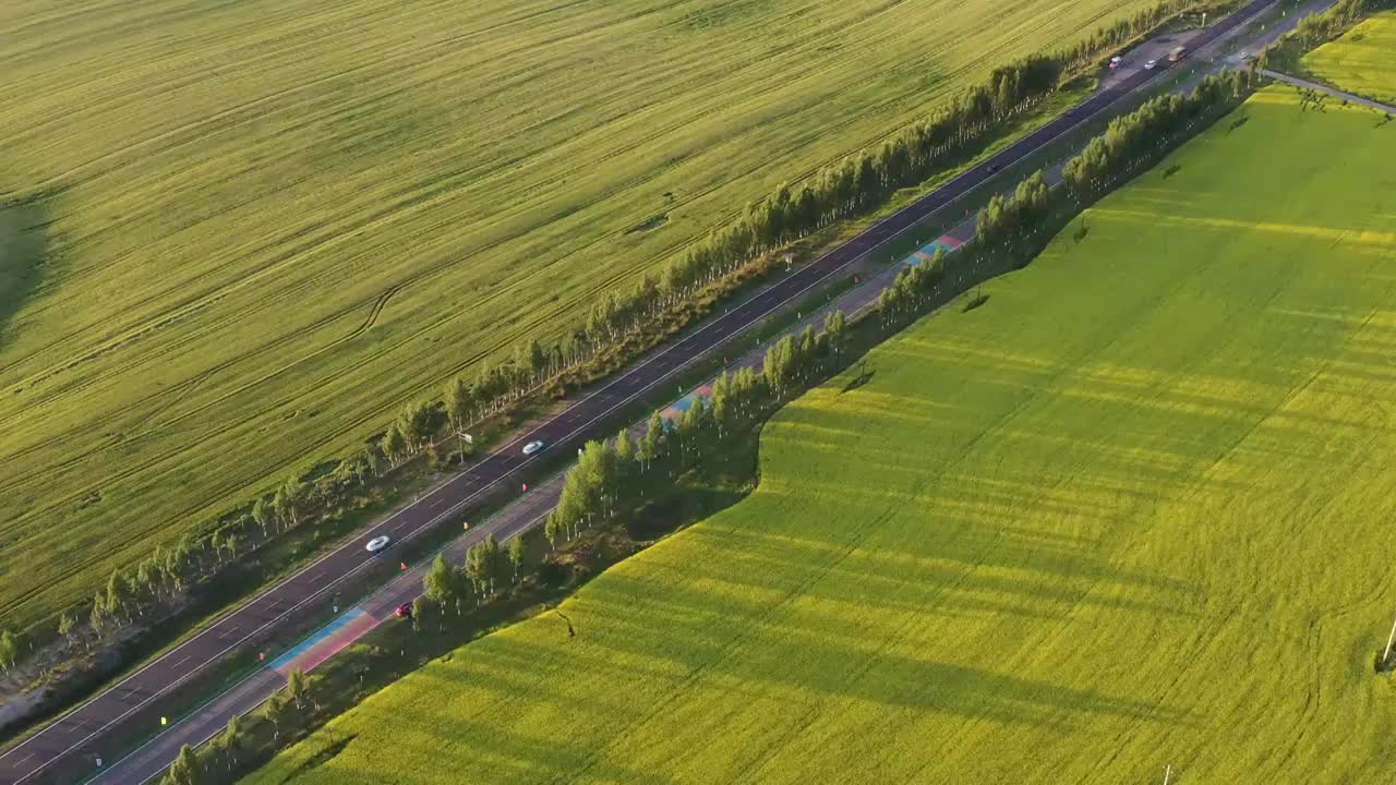 中国新疆维吾尔自治区伊犁昭苏县油菜花田地航拍风光视频素材