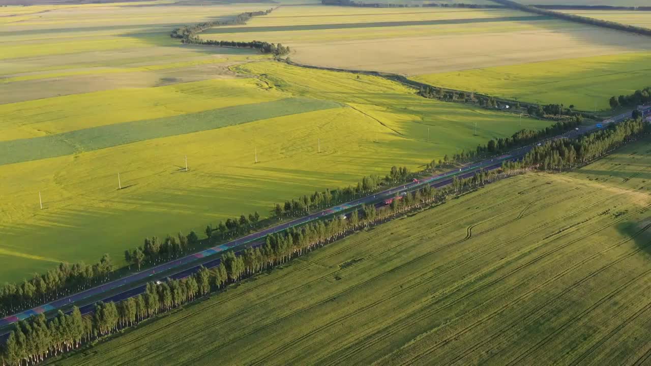 中国新疆维吾尔自治区伊犁昭苏县油菜花田地航拍风光视频素材