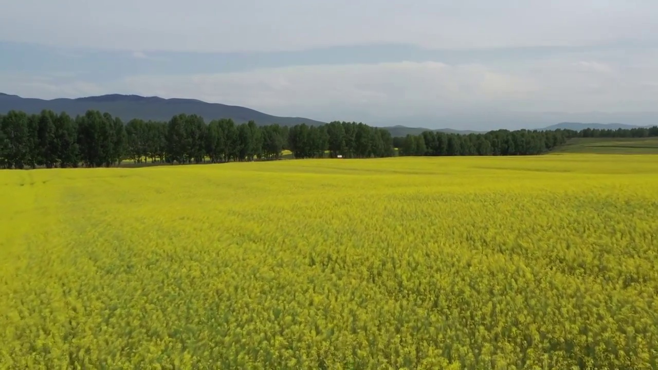 中国新疆维吾尔自治区伊犁昭苏县油菜花田地航拍风光视频素材