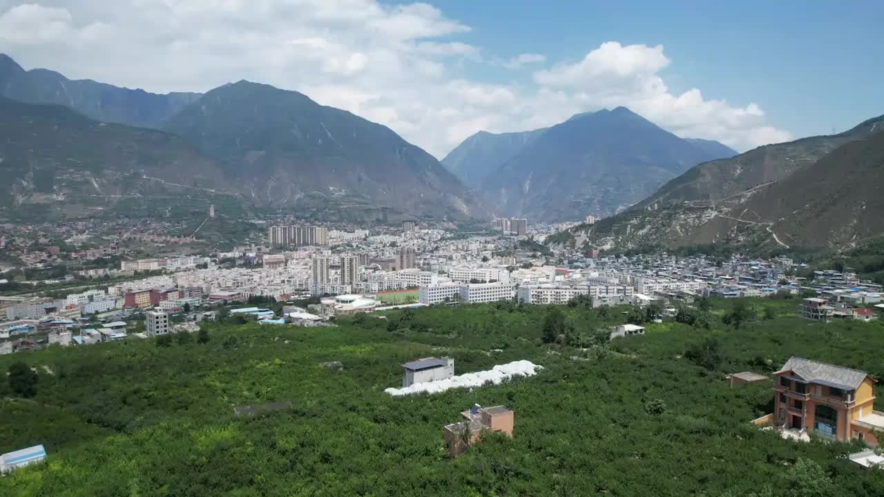 阿坝州茂县李子种植风光视频素材