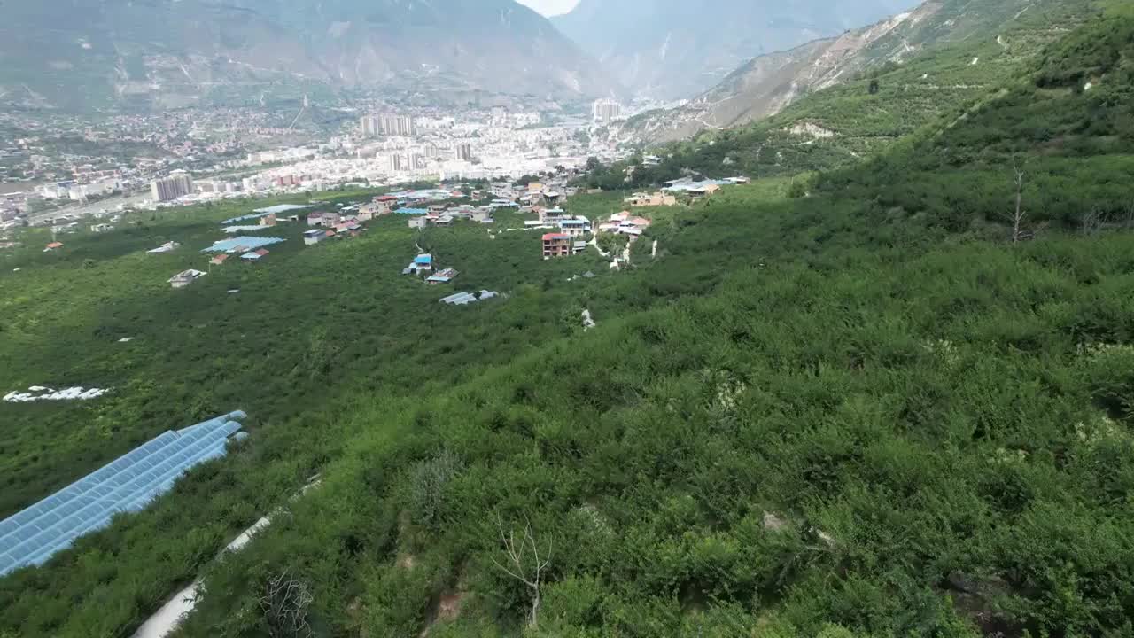 阿坝州茂县李子种植风光视频素材