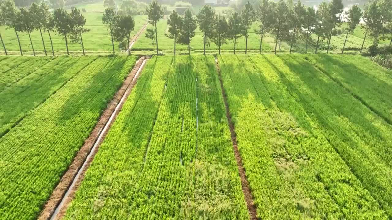 4K60帧航拍浙江金华耕地水稻种植区视频素材