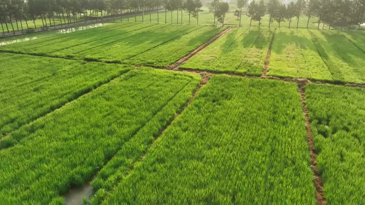 4K60帧航拍浙江金华耕地水稻种植区视频素材