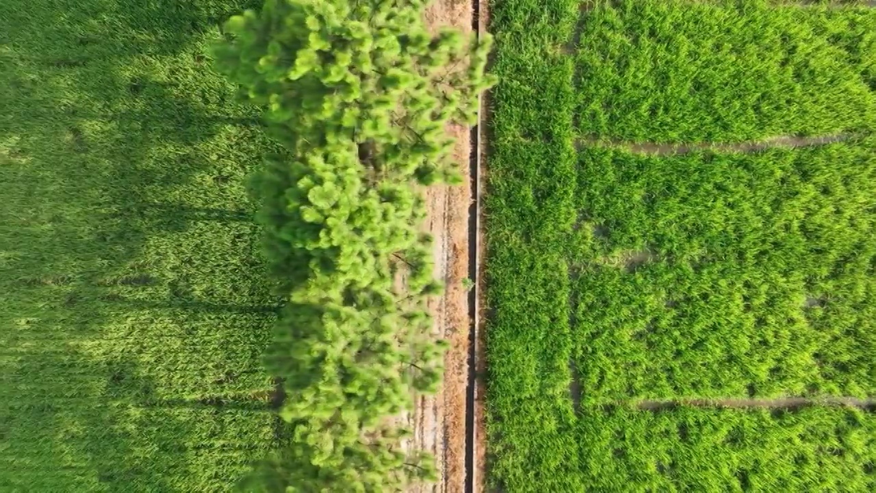 4K60帧航拍浙江金华耕地水稻种植区视频素材