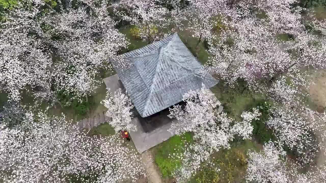 明孝陵中日友好樱花园航拍视频素材