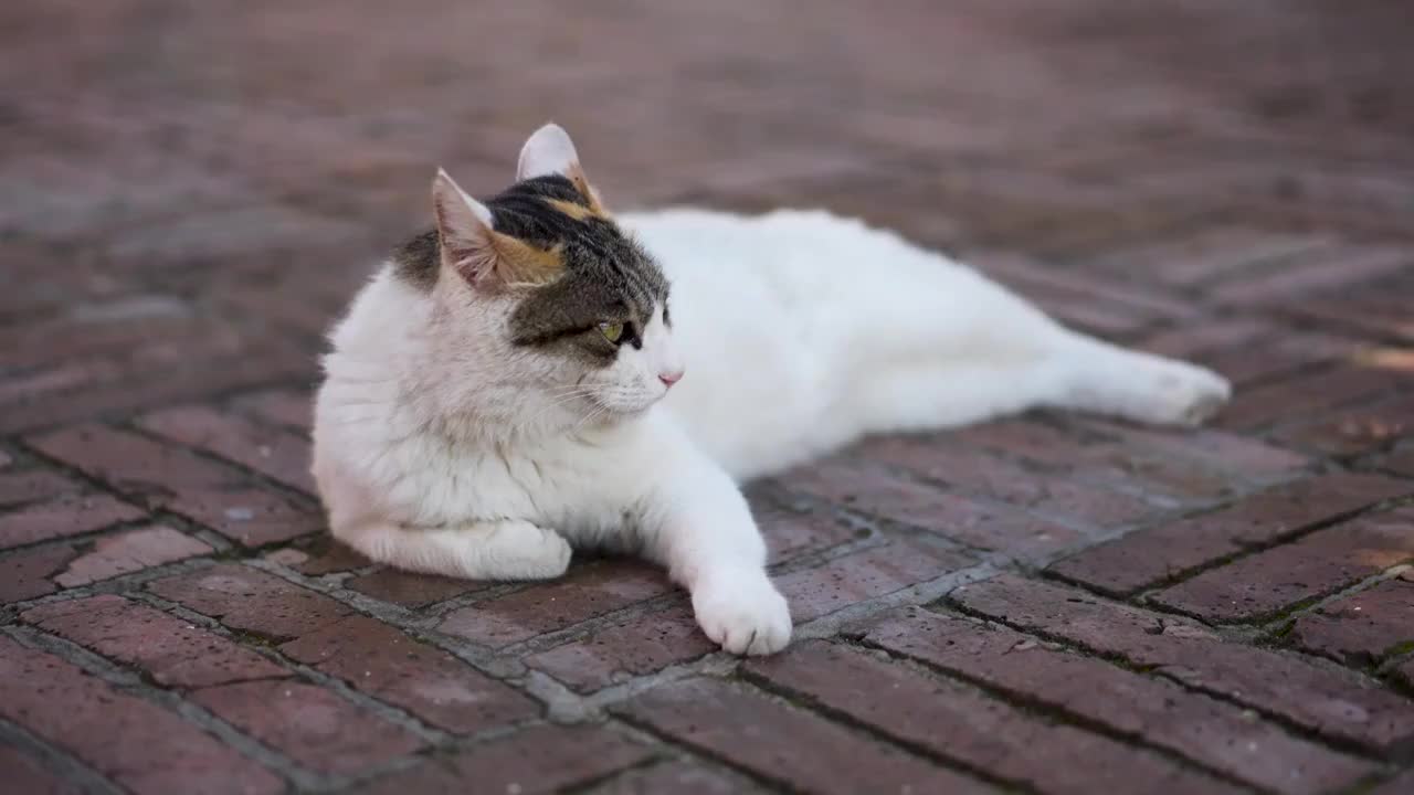 小猫侧身躺在地上视频素材