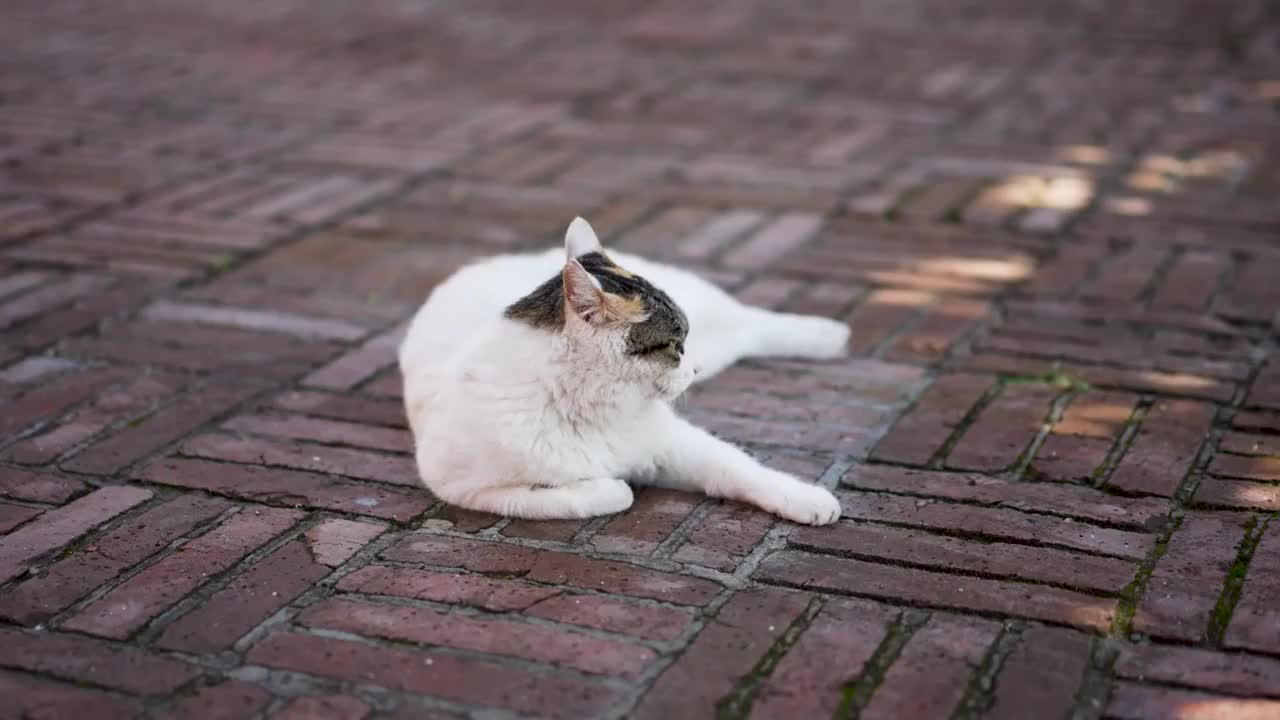 小猫侧身躺在地上视频素材