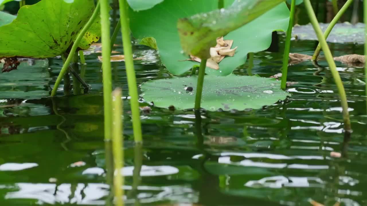 水纹荷叶下雨升格视频素材