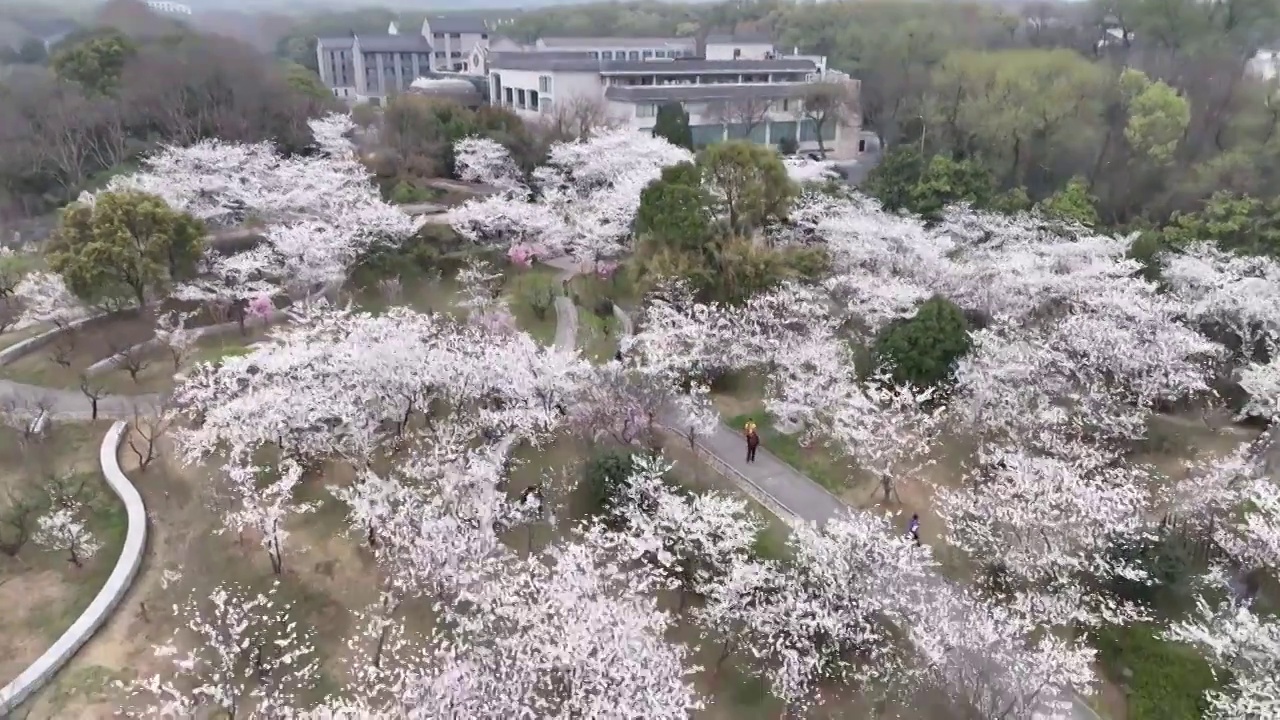 南京明孝陵中日友好樱花园航拍视频素材