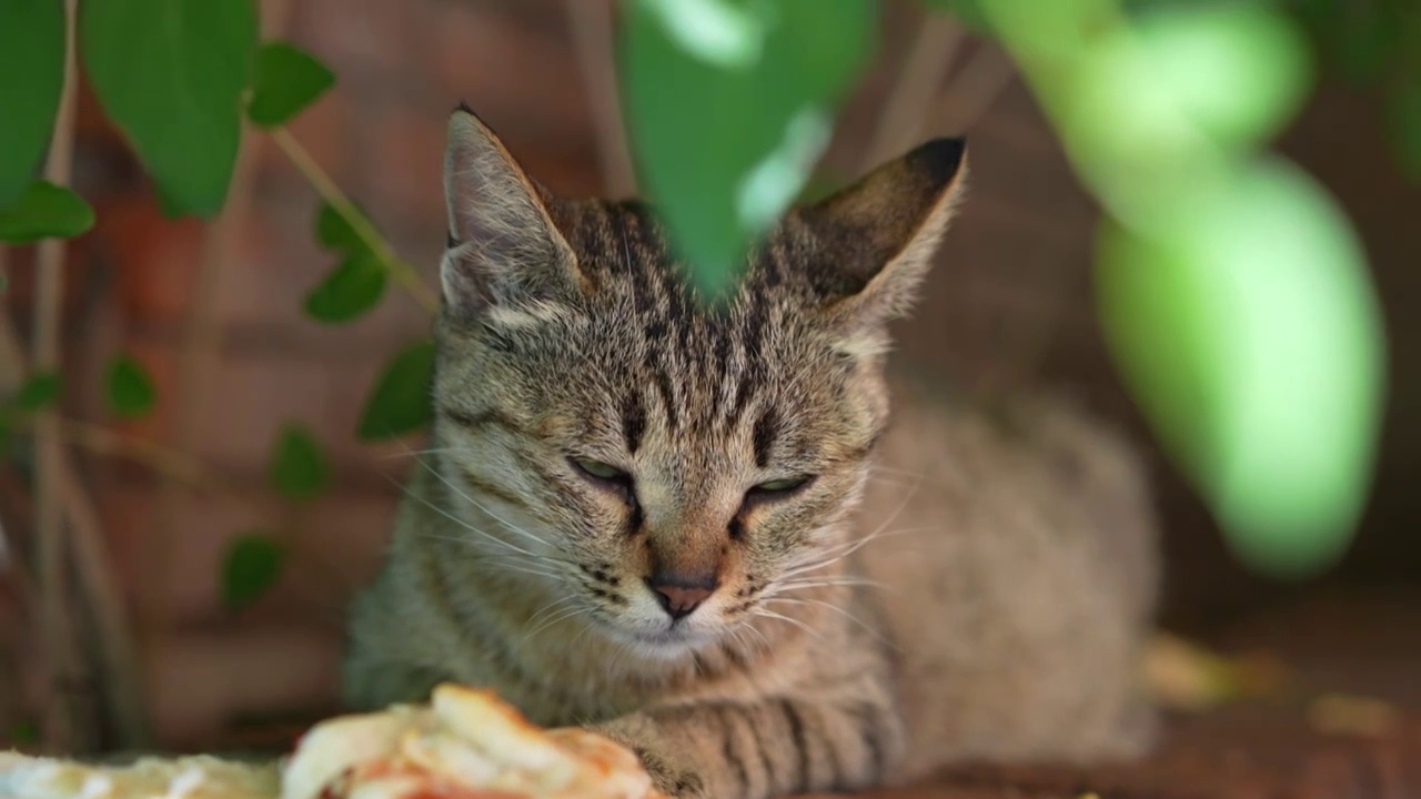 流浪猫准备吃东西视频素材