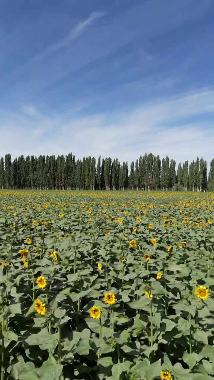 中国新疆伊犁昭苏夏塔草原雪山自然风光视频素材