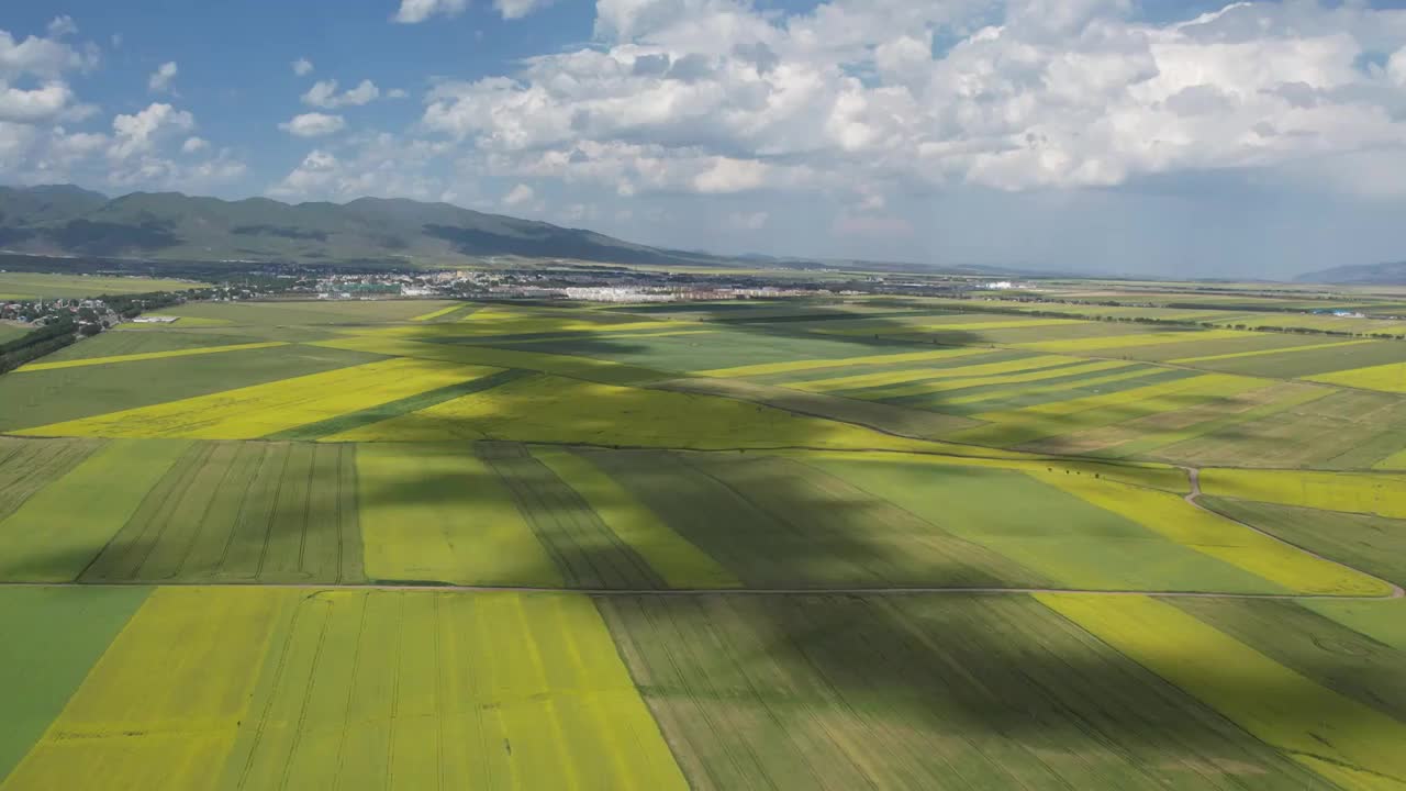 中国新疆伊犁昭苏县油菜花田野航拍风光视频素材