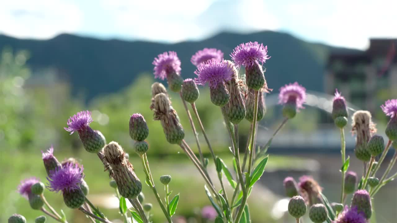 阳光下摇曳的紫色小花视频素材