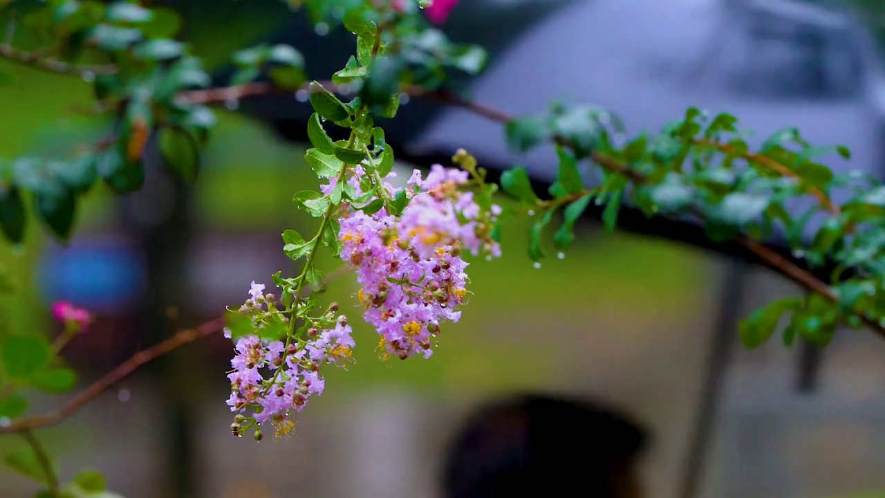 微风细雨视频素材